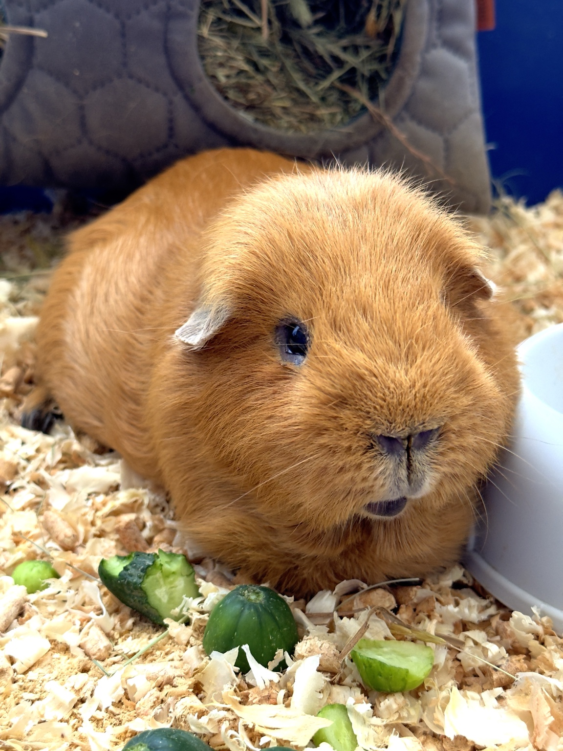 Pysio, a golden-brown guinea pig, beside pieces of cucumber.